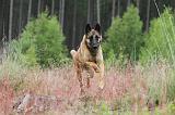 MALINOIS 519